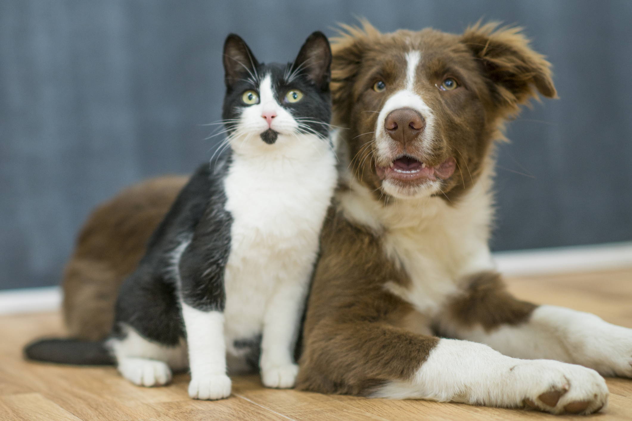 Antibiotics can come with some negative side effects, like diarrhea and a disruption of the delicate balance of bacteria in the gut. Here are easy, science-backed tips to support pets during and after antibiotic treatment. 