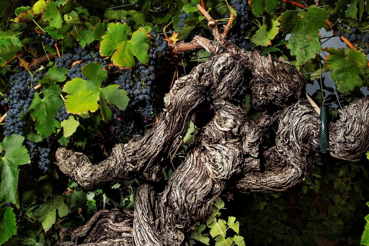 Gnarled vine with green leaves and clusters of dark grapes.