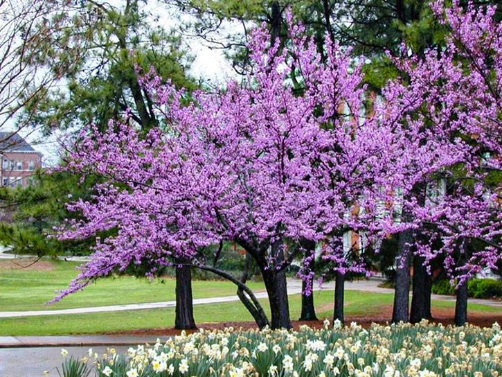 forest pansy redbud variety