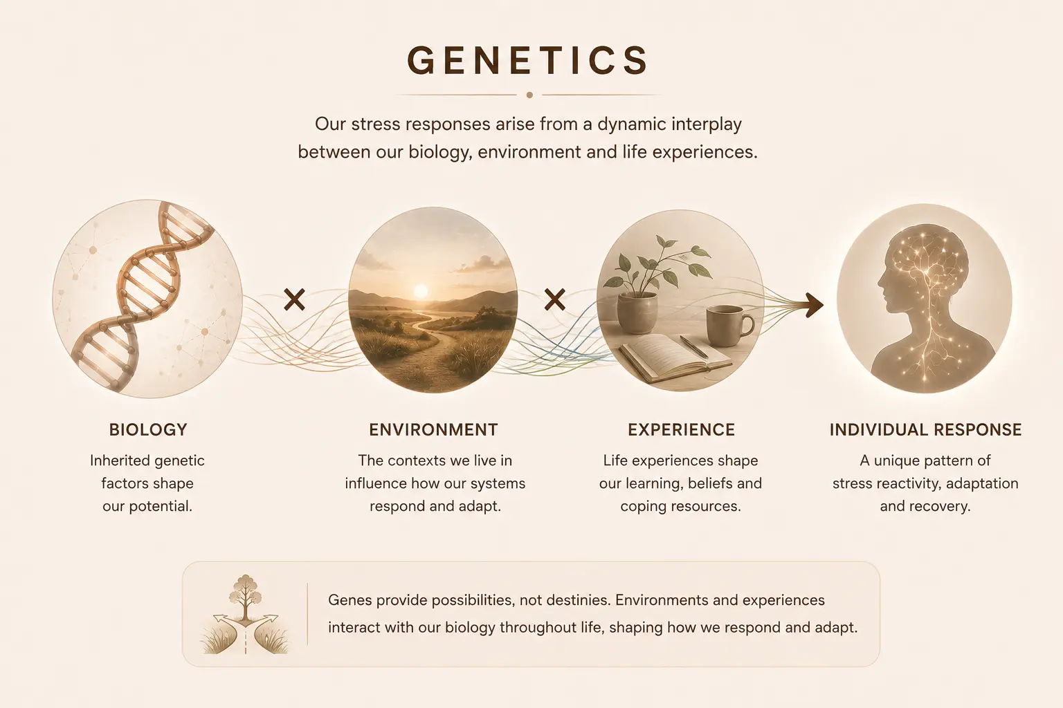 Infographic explaining the relationship between genetics, environment, experience, and individual response.