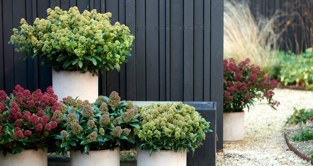 Tuinplant: Skimmia