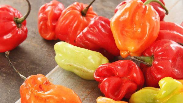 Red, orange, yellow organic habanero peppers on a cutting board