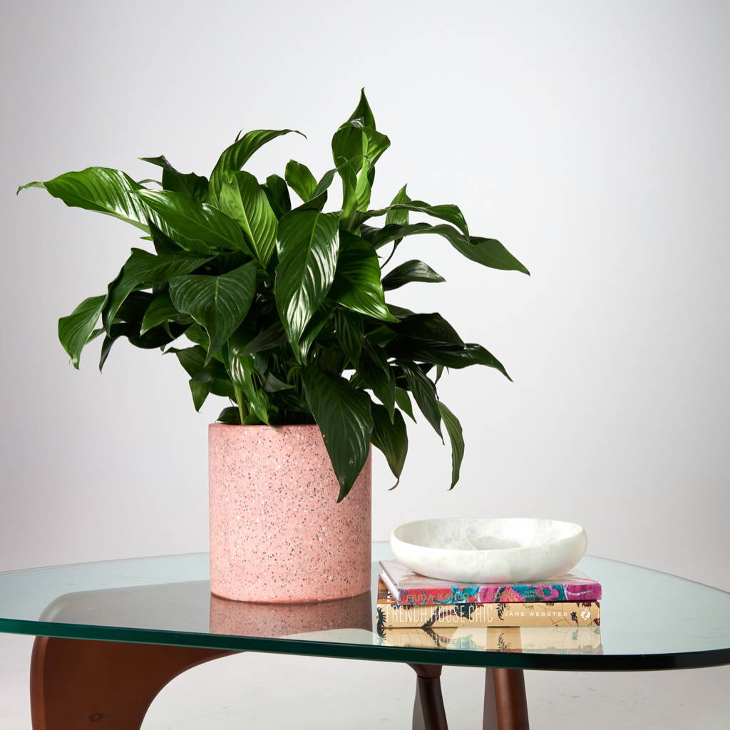 Peace Lily from The Good Plant Co