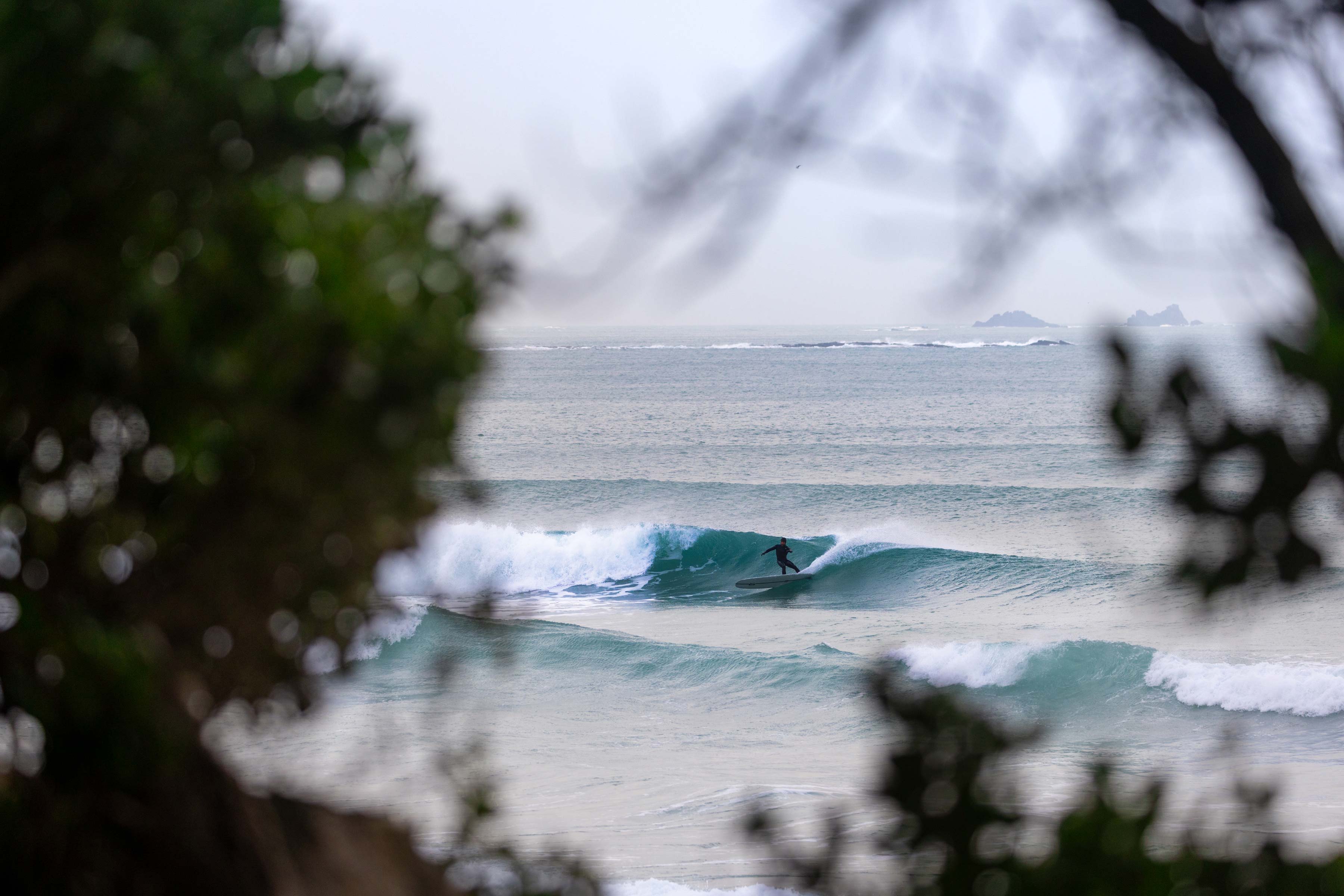 A surfer riding a wave, framed by trees in the foreground.
