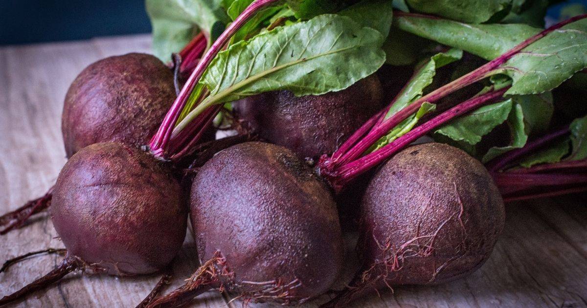 beets are safe vegetables for dogs