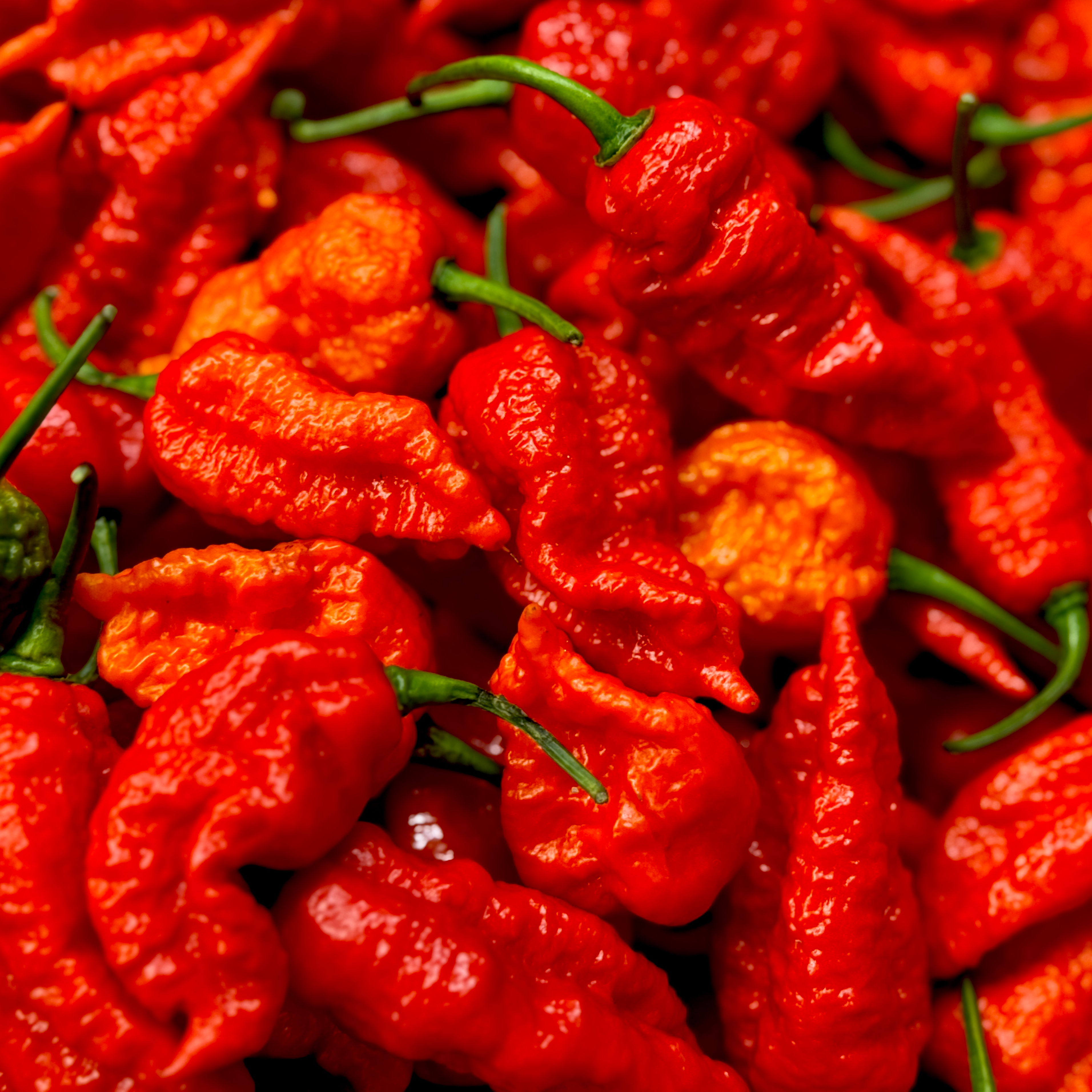 A pile of vibrant red chili peppers with green stems.