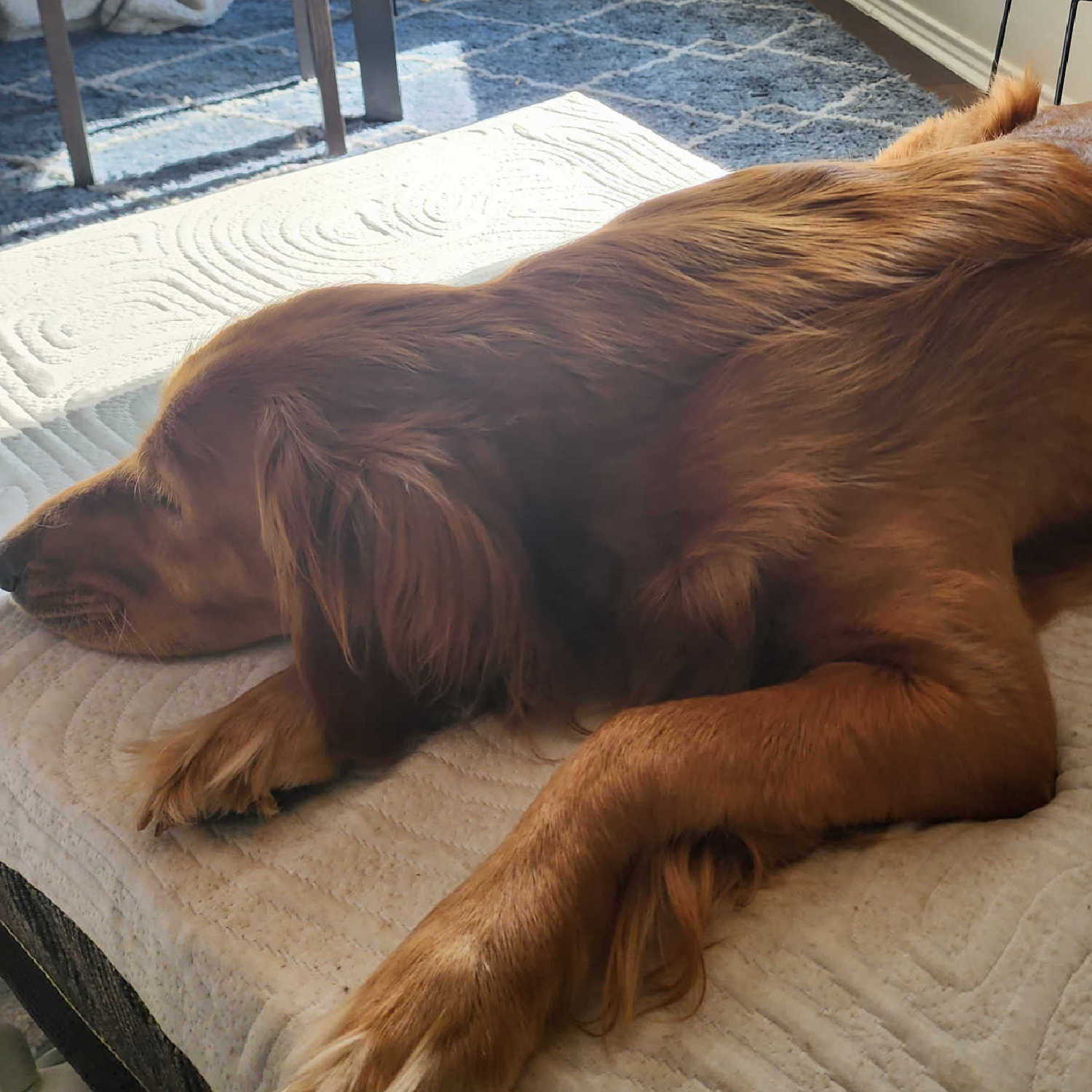A sleepy and content dog napping on a CBDreamRx pet bed, which may contain CBD to help reduce separation anxiety in pets.
