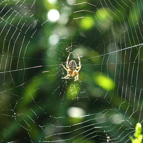 Orb weaver spider making web