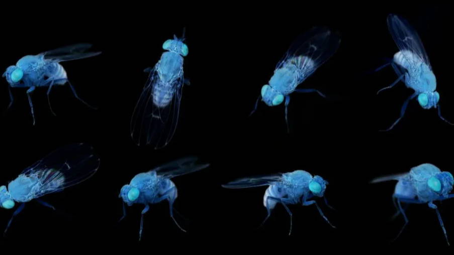 Future Fields and Jenthera Use Fruit Flies for In Vivo CRISPR Therapy GEN EDGE NEWS