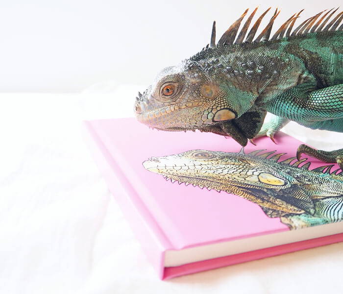 iguana next to custom pop your pup journal 