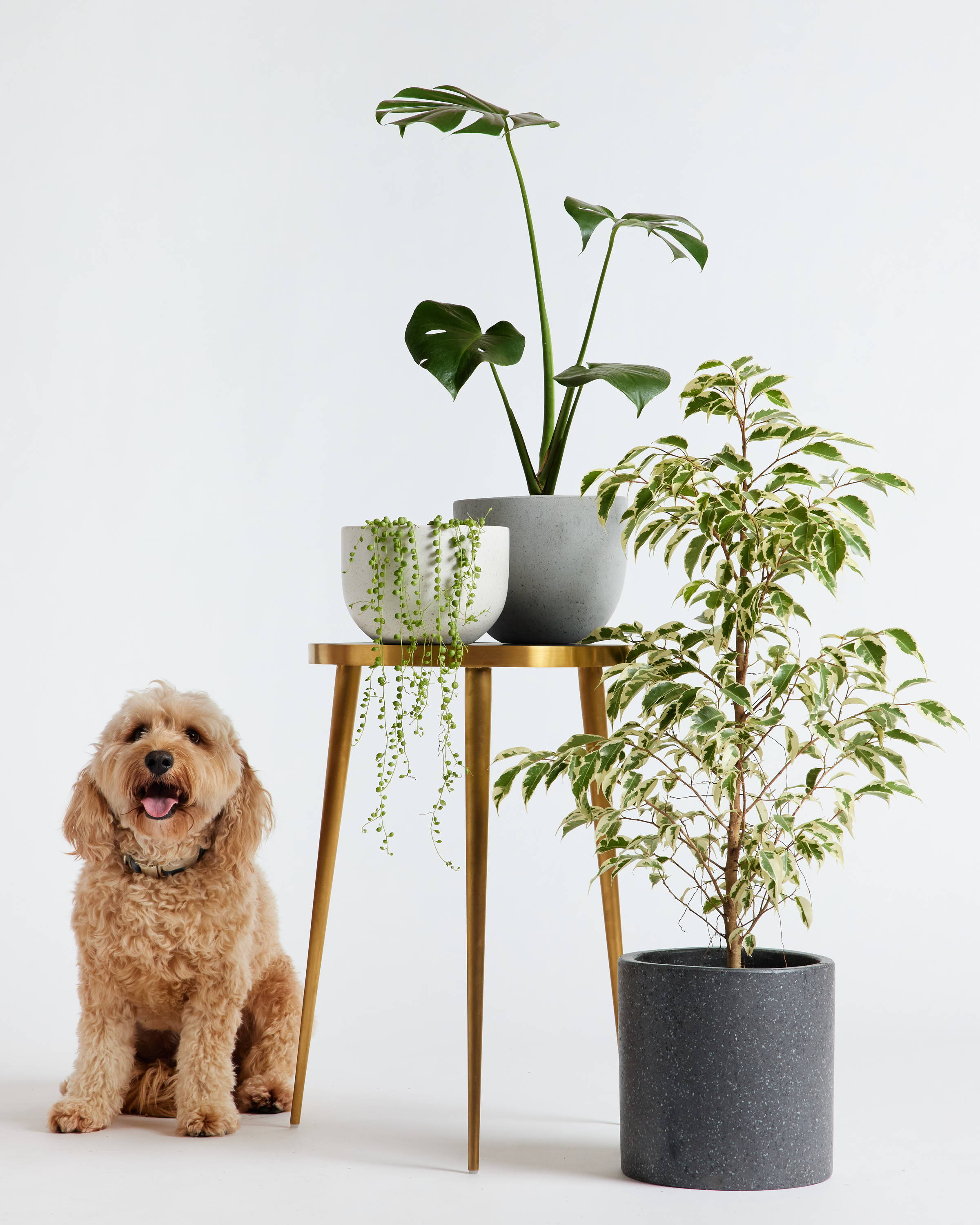 Indoor Plant Collection at The Good Plant Co