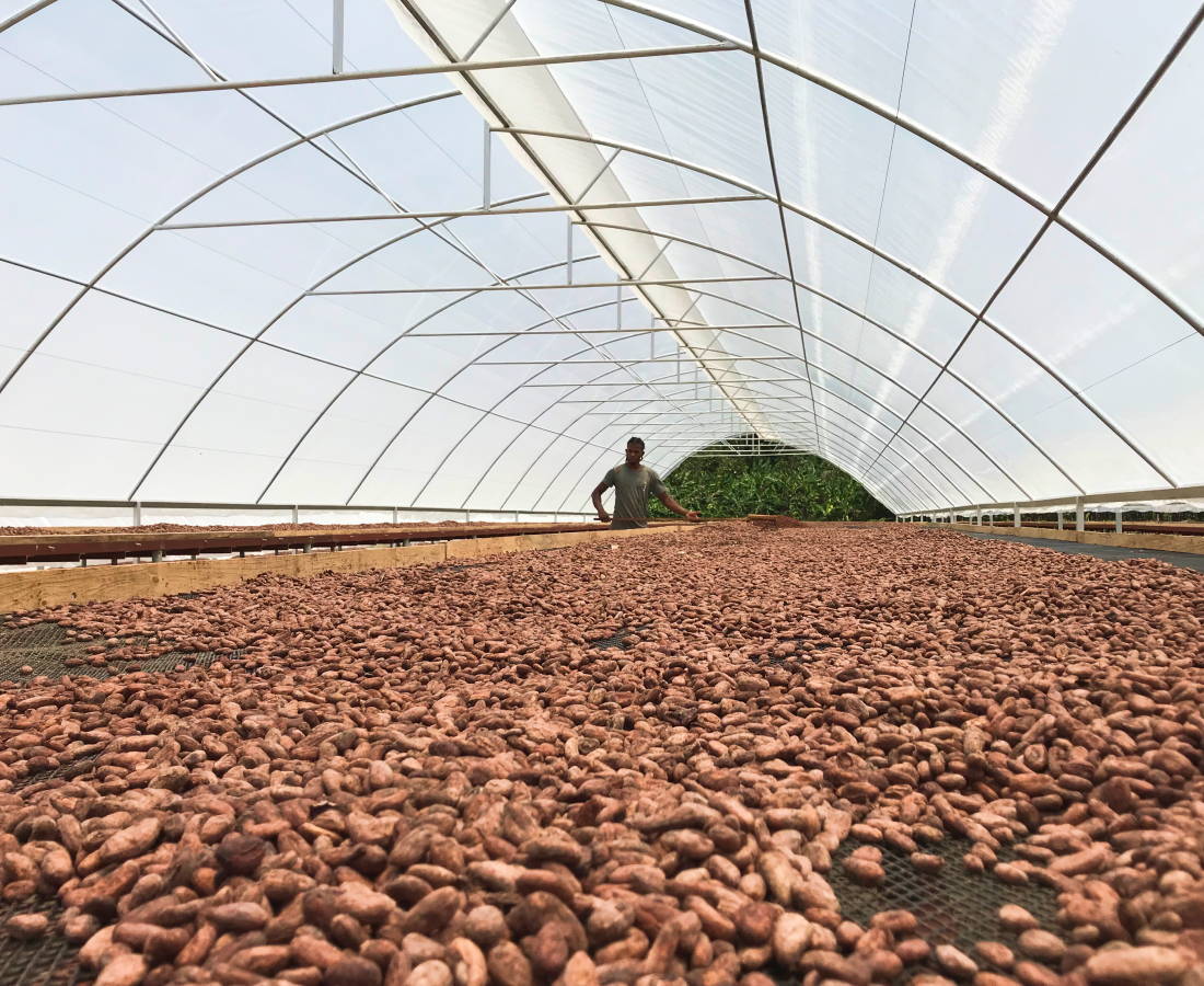 Cacao beans being processed