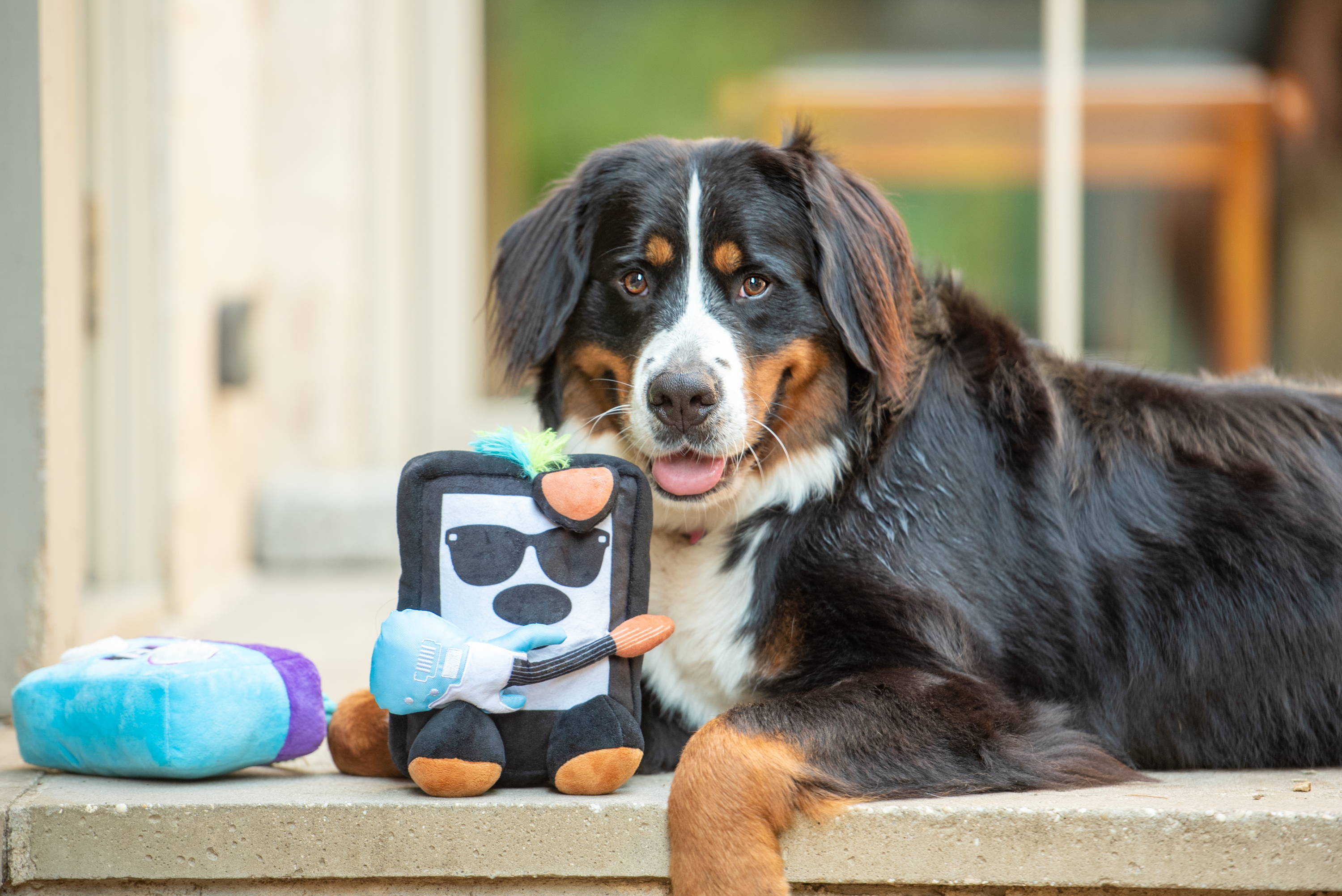 dog with boxdog rockmaster toy