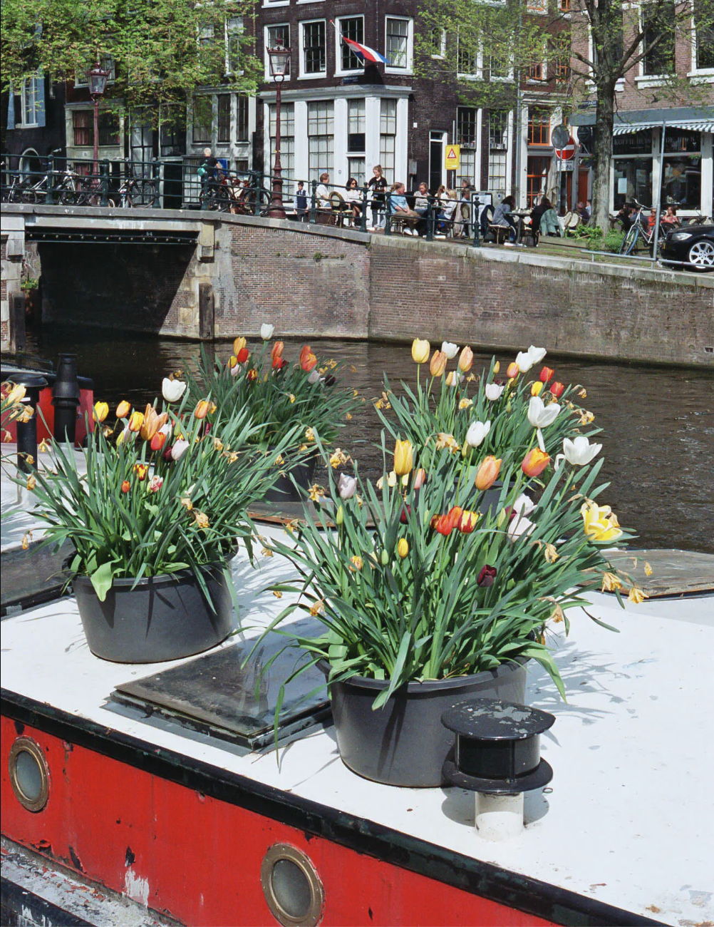 Colorful tulips on a boat along a canal in Amsterdam.
