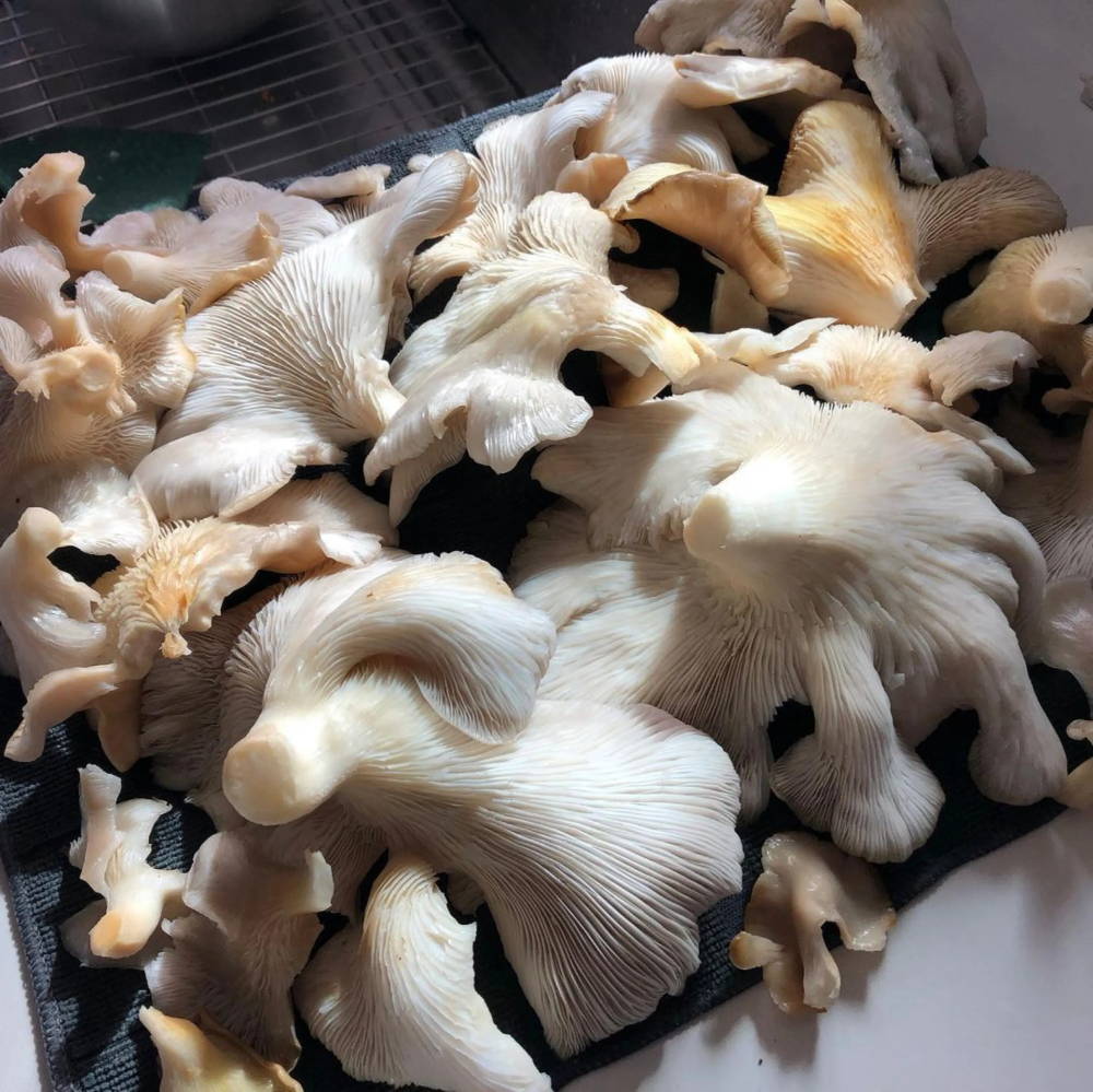 Cleaned Italian oyster mushrooms on towel