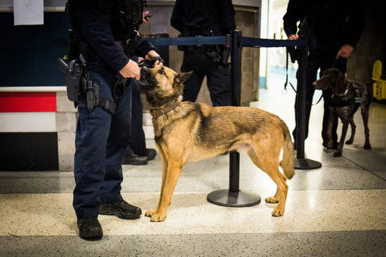 A tan police dog greets its handler 