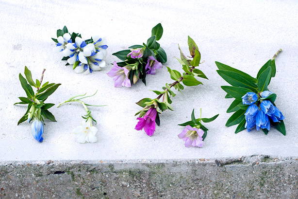 Gentiaan in de winter