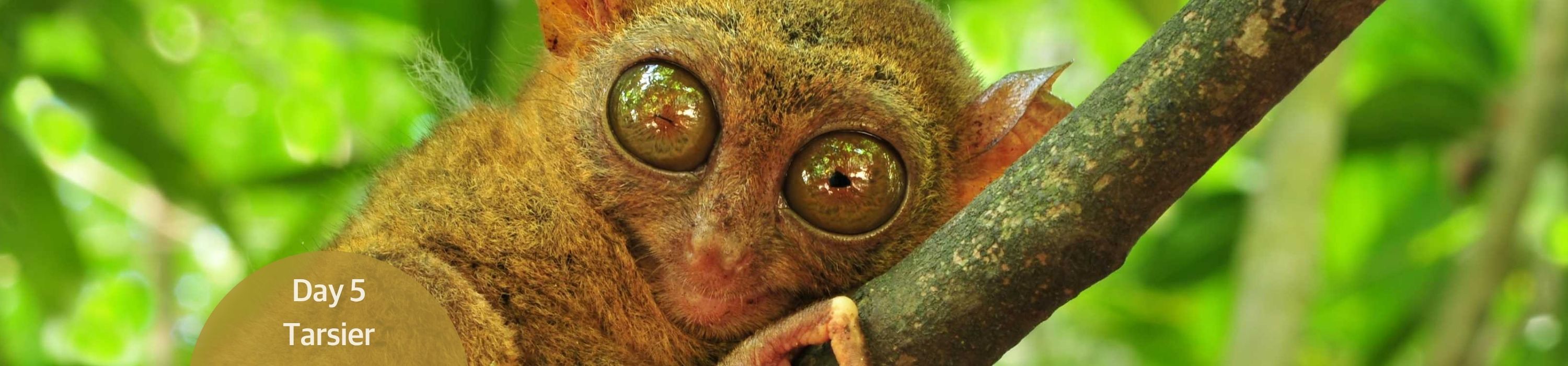 Tarsier