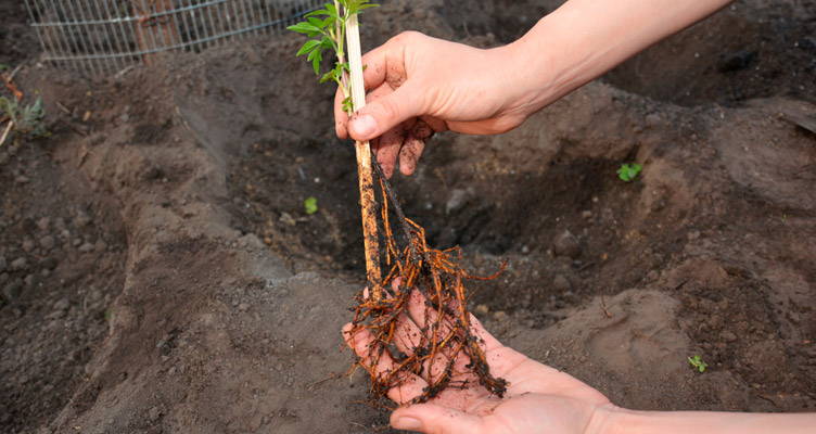 Bare rooted: What is it and how to plant?