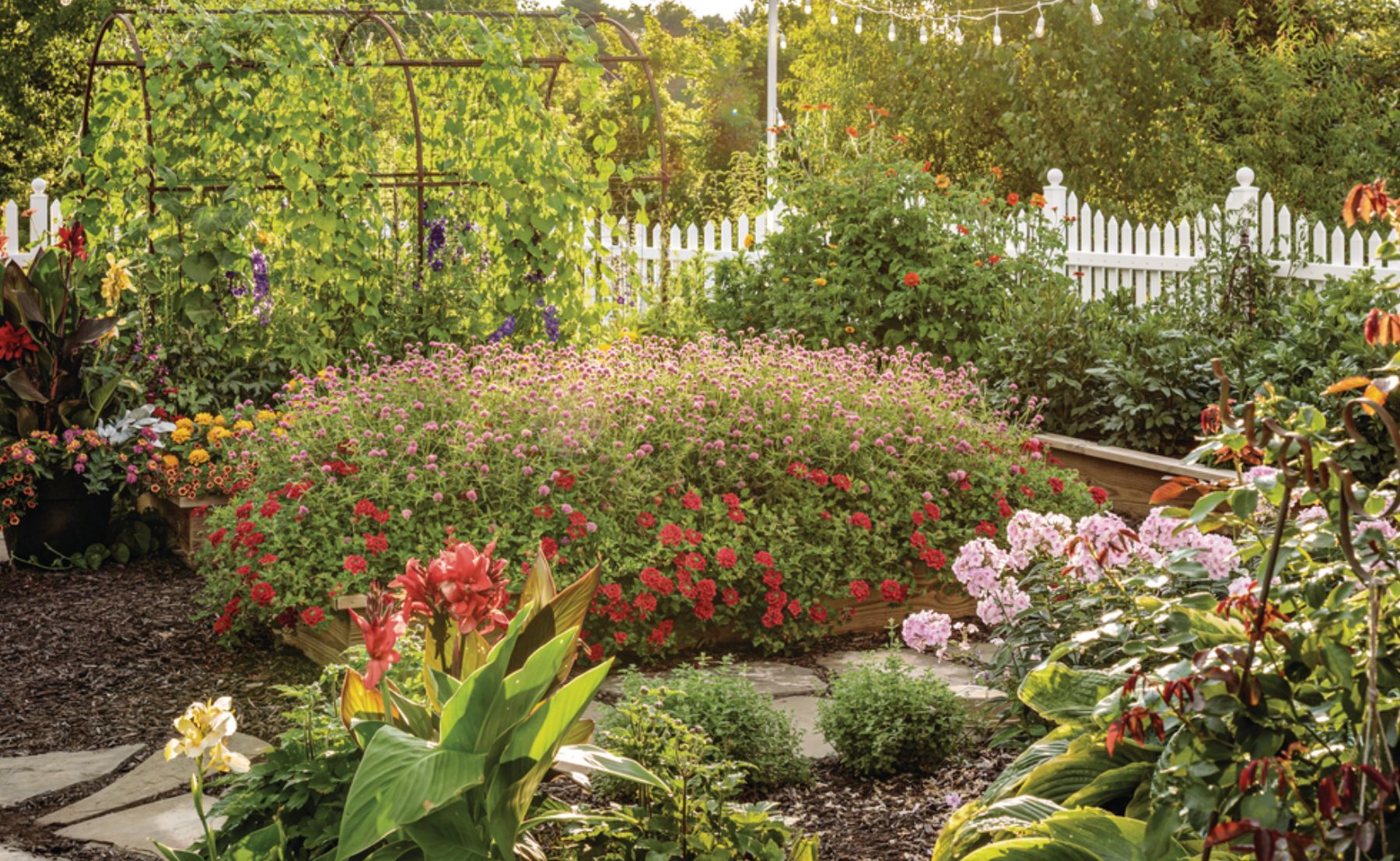 Photo of Truffula™ Pink - Globe Amaranth Backyard Garden