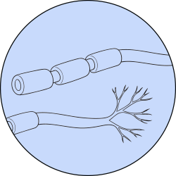 Illustration of a neuron with axon and branching dendrites.