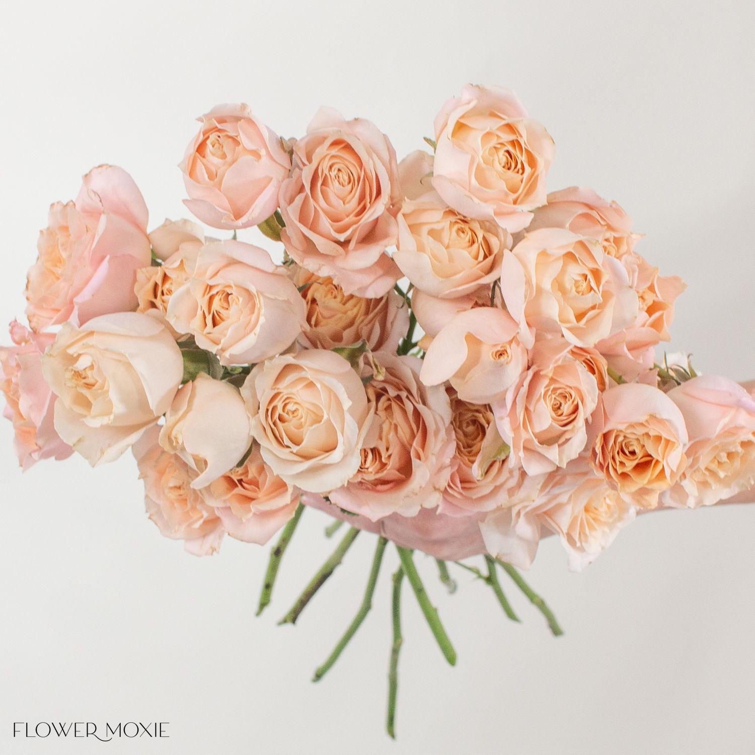 peach spray rose