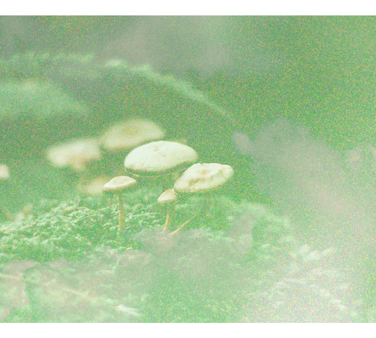 photo of biodiversity positive mushrooms - sustainable organic loose leaf tea 