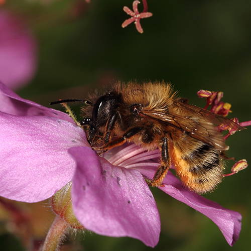 Mason bee on purple flower petals