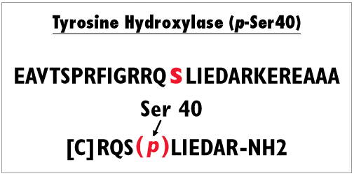 Phospho serine 40