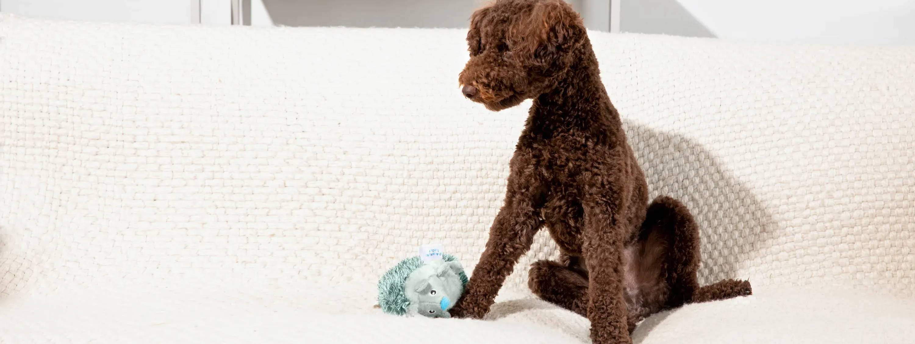 A brown labradoodle sitting on a white couch with a blue and grey hedgehog