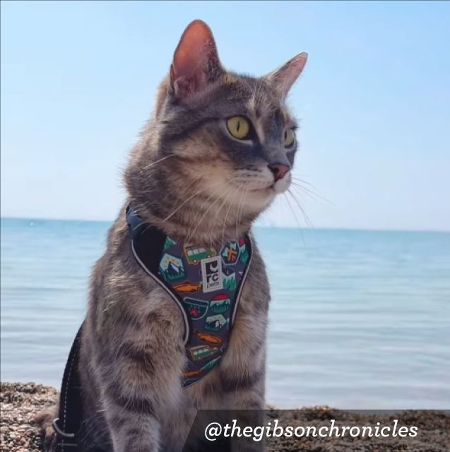 A cat wearing a harness by the beach.