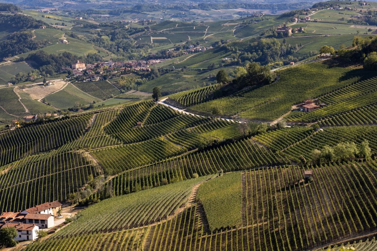 Aerial view of lush green vineyards and rolling hills.