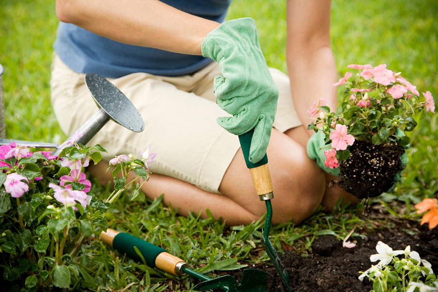 woman planting flowers in garden