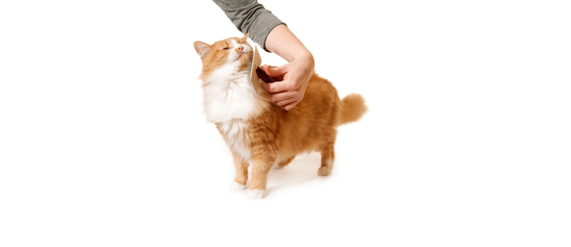 A ginger cat being brushed