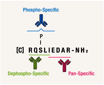 Phosphospecific, dephosphospecific, and pan antibody types