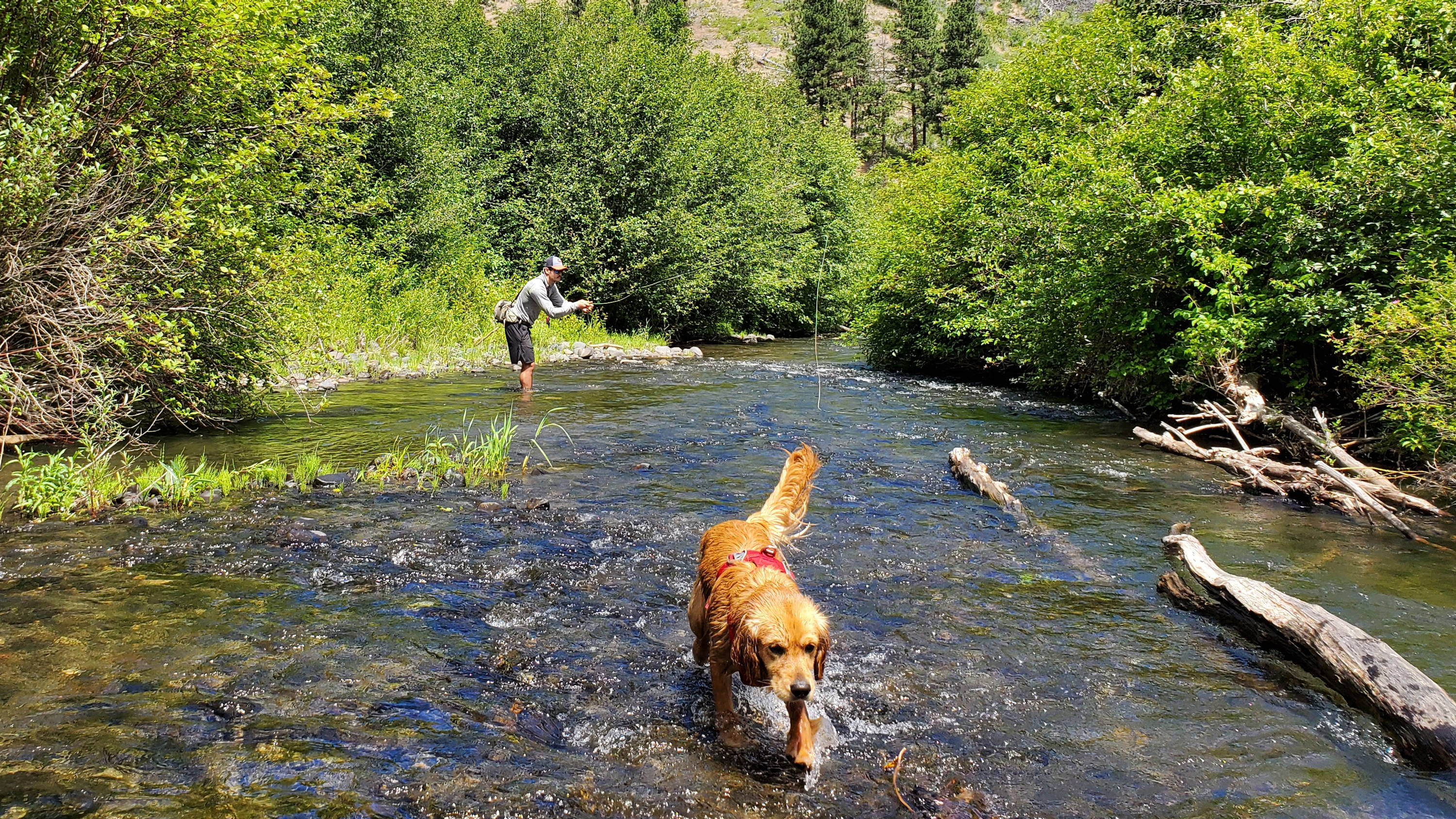 Wade Fishing with a Dog Near Ellensburg Washington