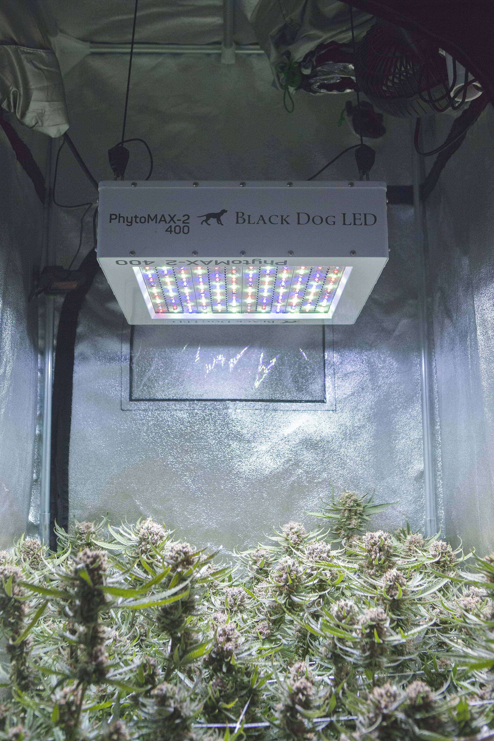 PhytoMAX-2 400 | Grow Lights for Indoor Plants | Black