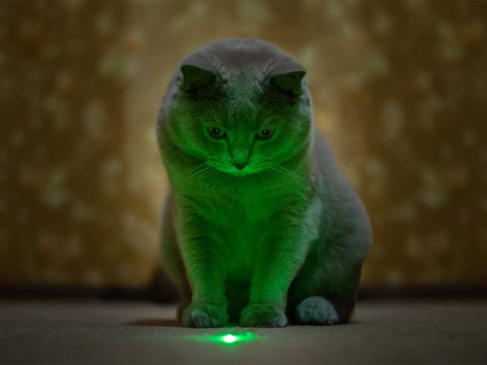 Katze wird mit Laserpointer beschäftigt