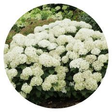 Photo of Invincibelle Wee White
