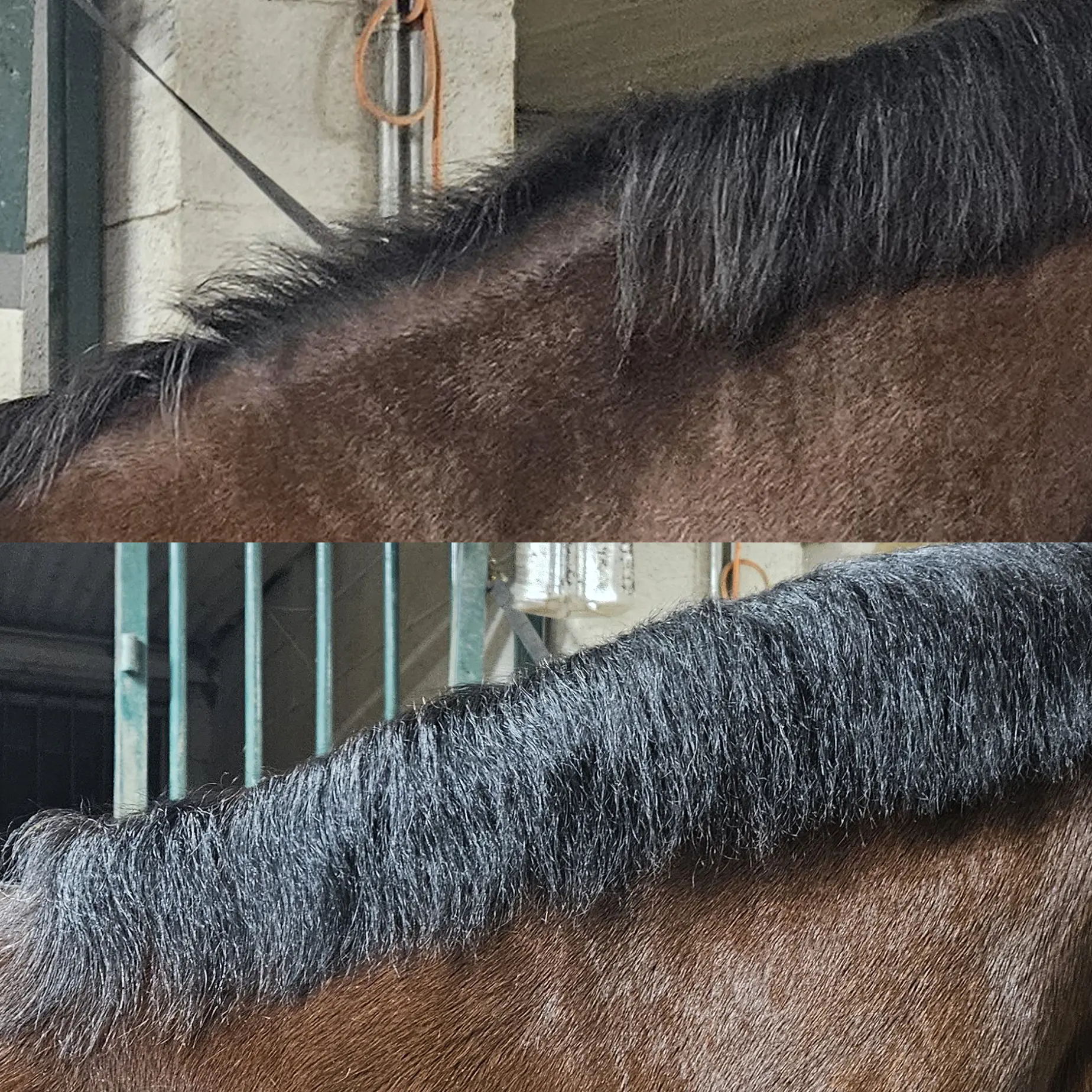 Comparison of a horse's mane growth.