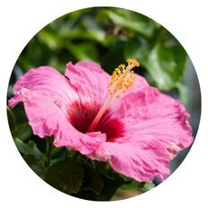 Photo of Summerific® Hibiscus