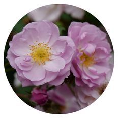 Photo of Rise Up Lilac Days® Rose