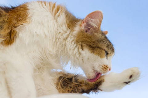 What causes hair balls in cats?  Most of the fur cats swallow is passed along, unprocessed, and eliminated with the stool. But some of the ingested hair can remain in the cat's stomach and form a ball—the technical term is a trichobezoar.