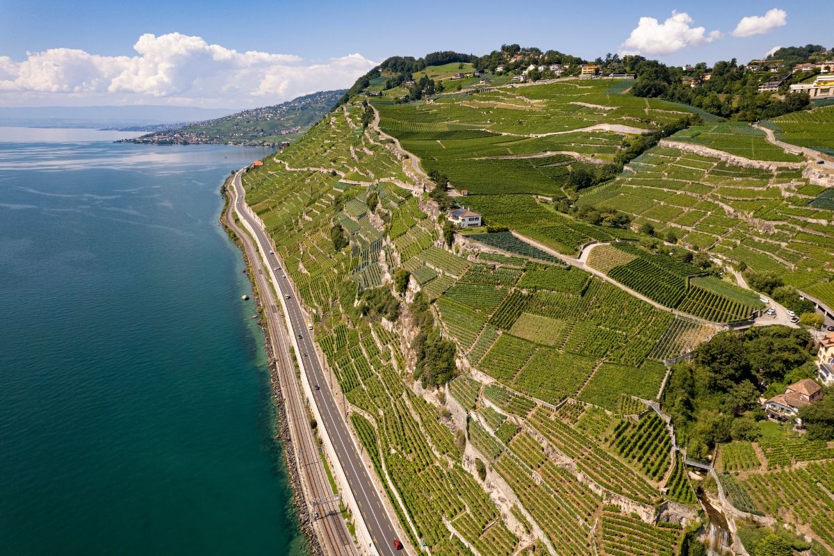 Aerial view of terraced vineyards along a lake shore.