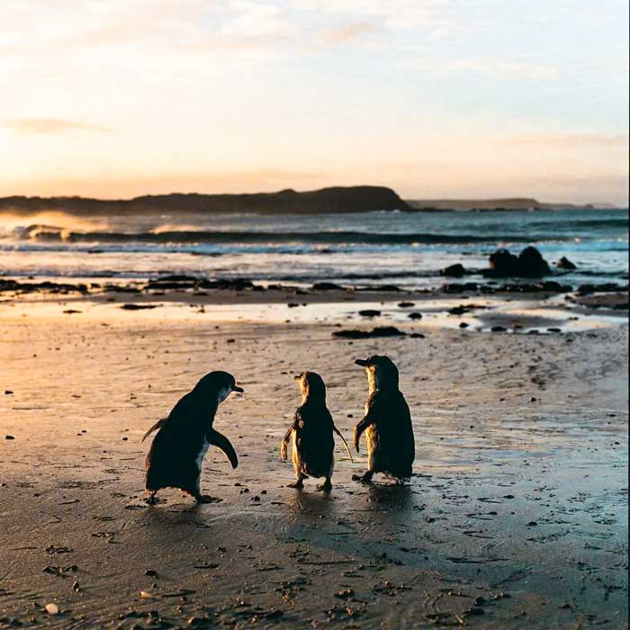 Phillip Island, Penguins, Best Getaways in Victoria
