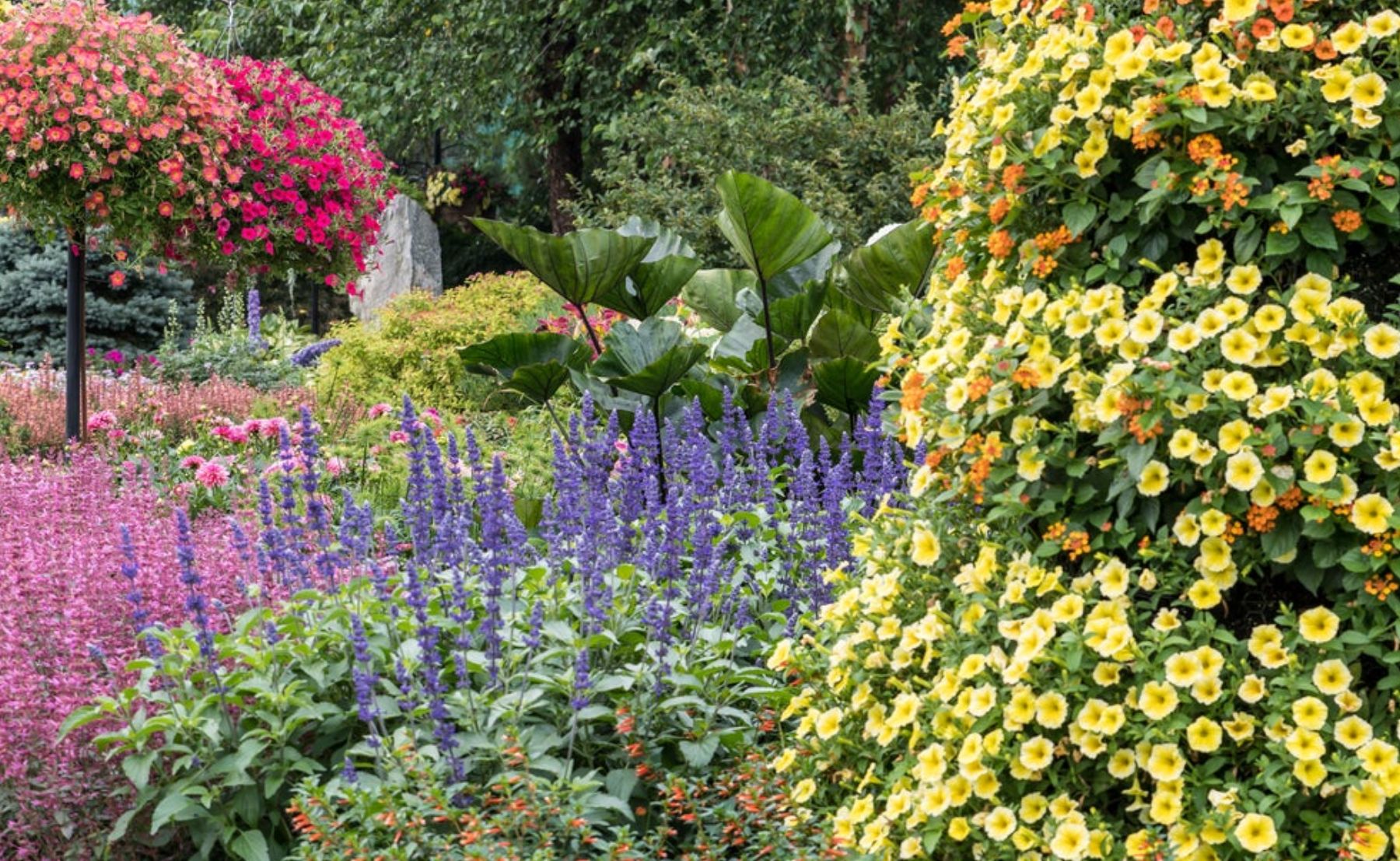 Supertunia® Saffron Finch™, Superbells® Dreamsicle®, Luscious® Citrus Blend™, Rockin'® Playin' The Blues®, Vermillionaire®