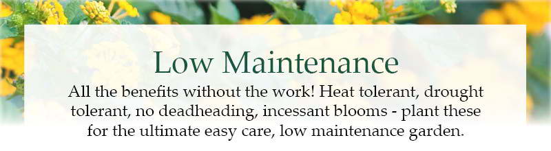 Low Maintenance: All the benefits without the work! Heat tolerant, drought tolerant, no deadheading, incessant blooms - plant these for the ultimate easy care, low maintenance garden.