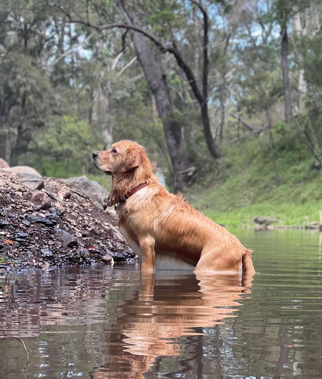 Goomburra Valley Campground, Best Dog Friendly Camping Spots Queensland