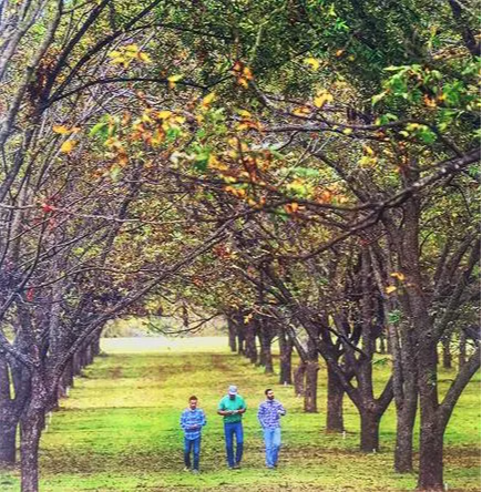 Texas Pecan Orchard