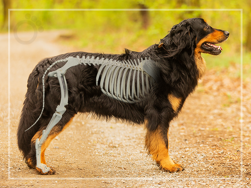 bảo vệ xương khớp cho chó